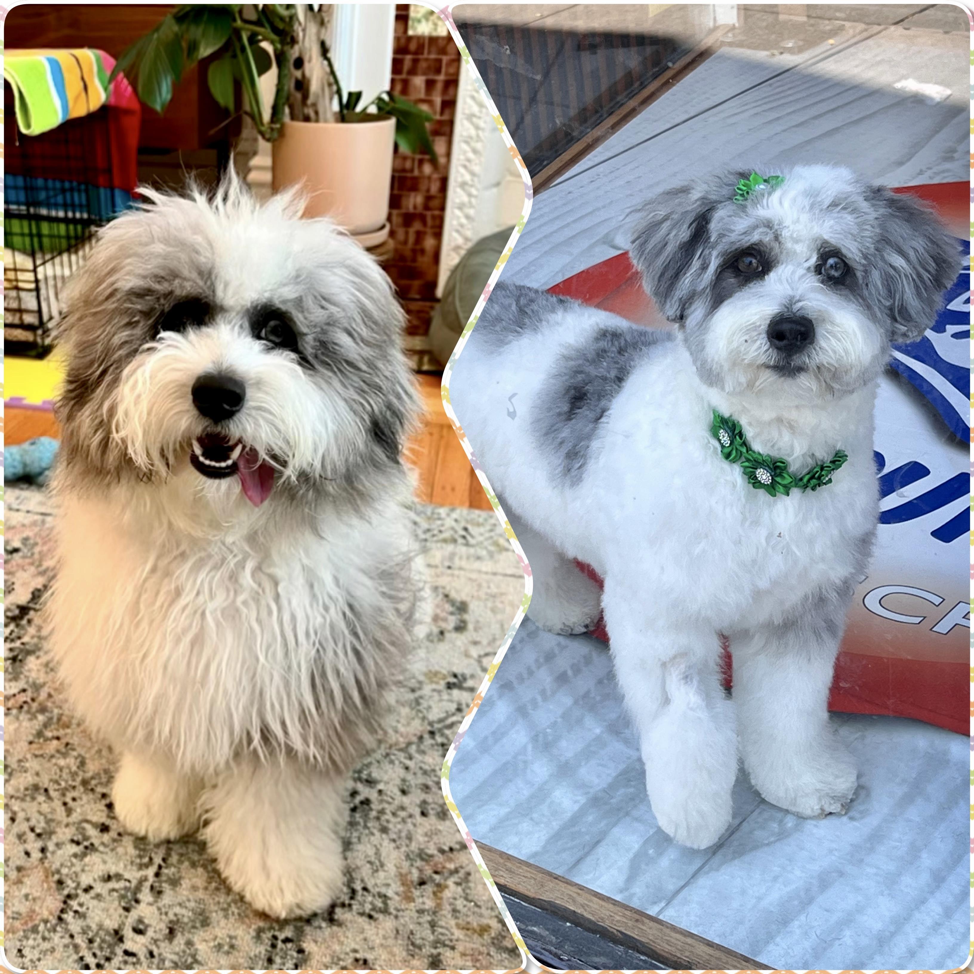 Barber Happy Dog Getting Haircut Rare Vintage Barbershop Dogs