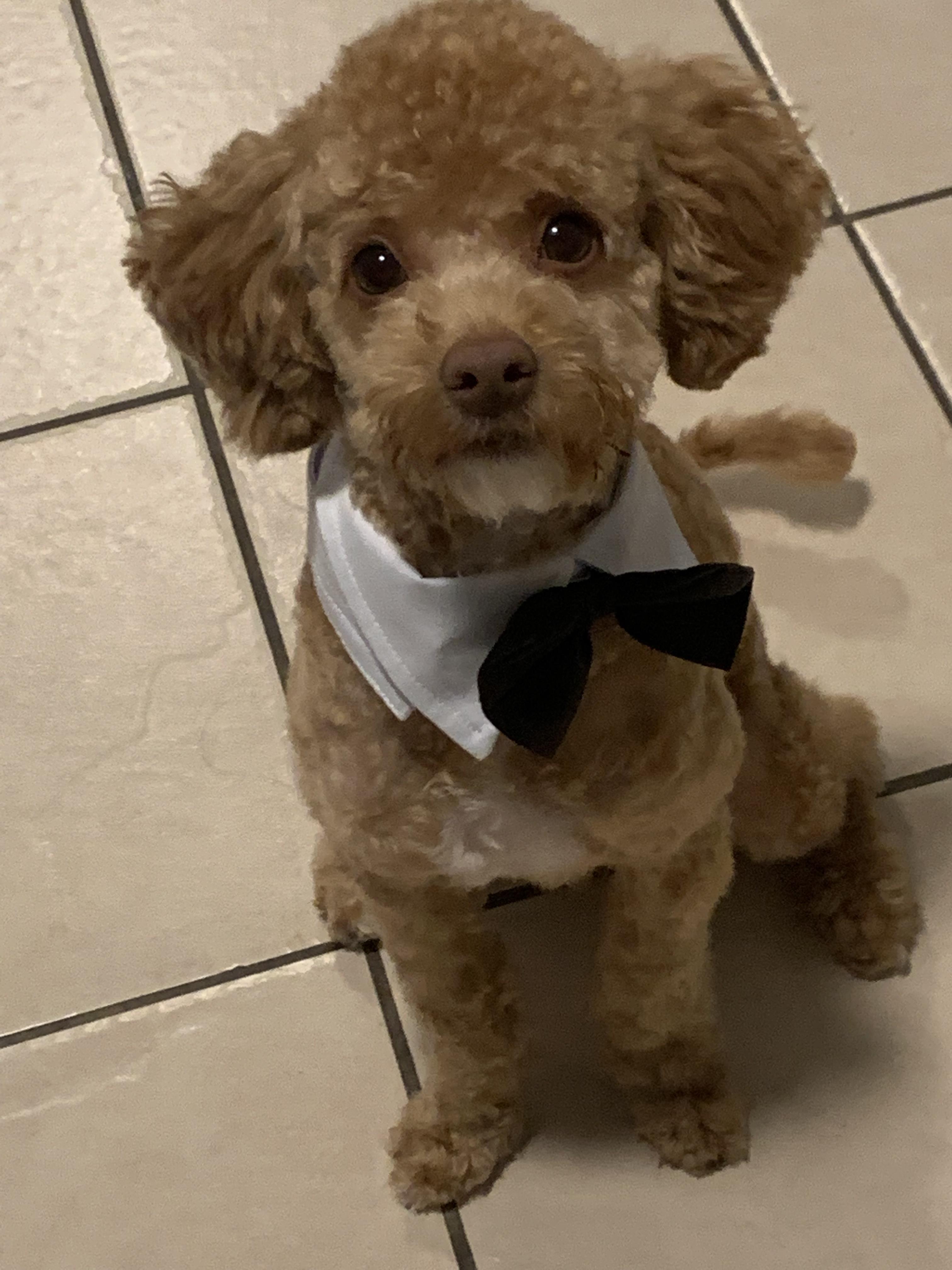 bichpoo puppy scruffy goldendoodle