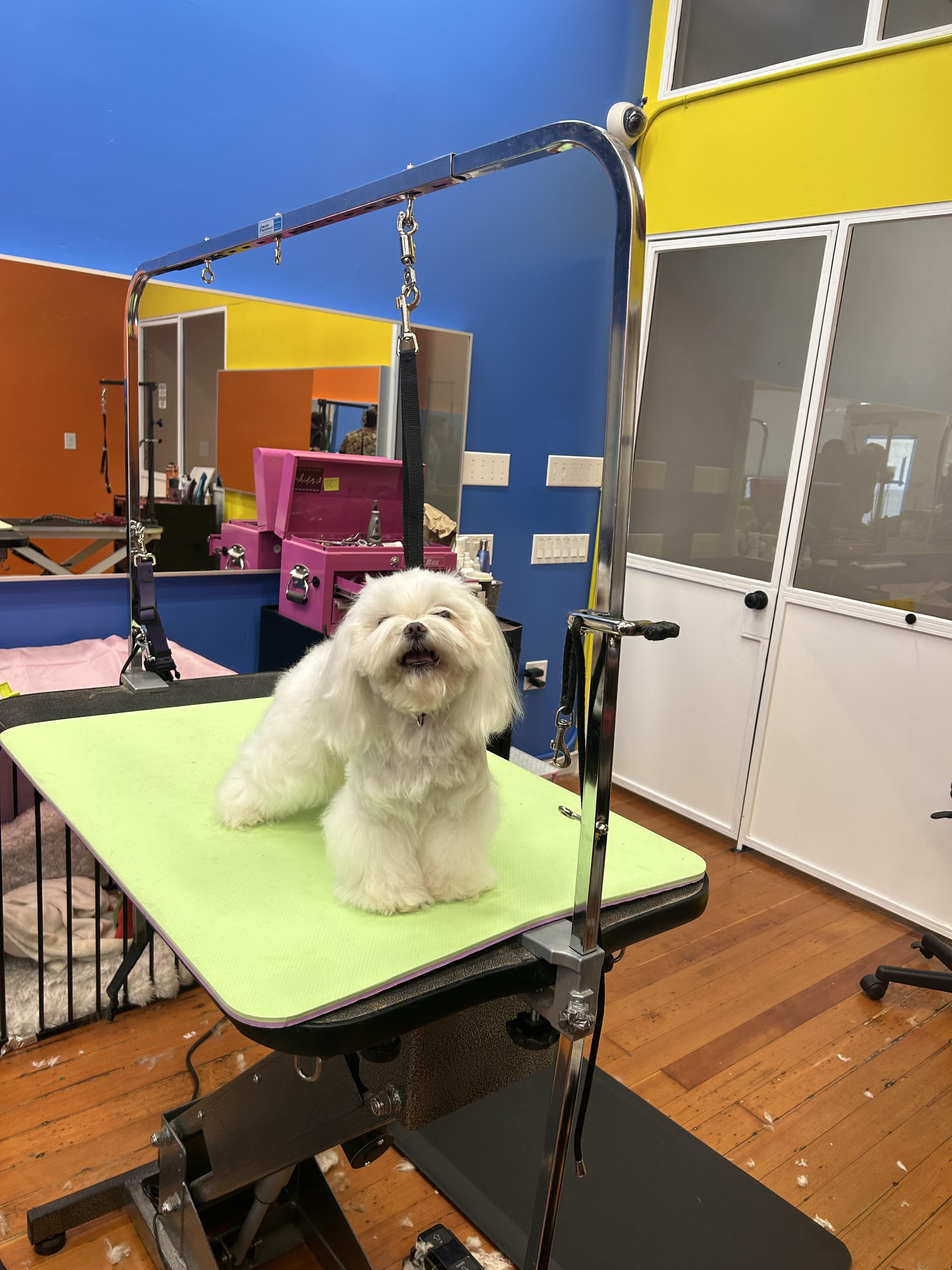 San Francisco Portable Dog Groomers Near Me Rocky's Mobile